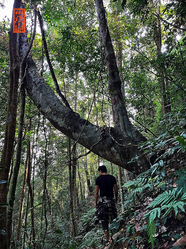 福元昌古树普洱茶