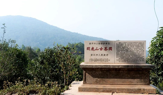 困鹿山古茶园区