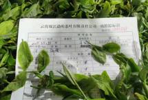 勐库戎氏制茶第一课：2022年春茶生产已开始