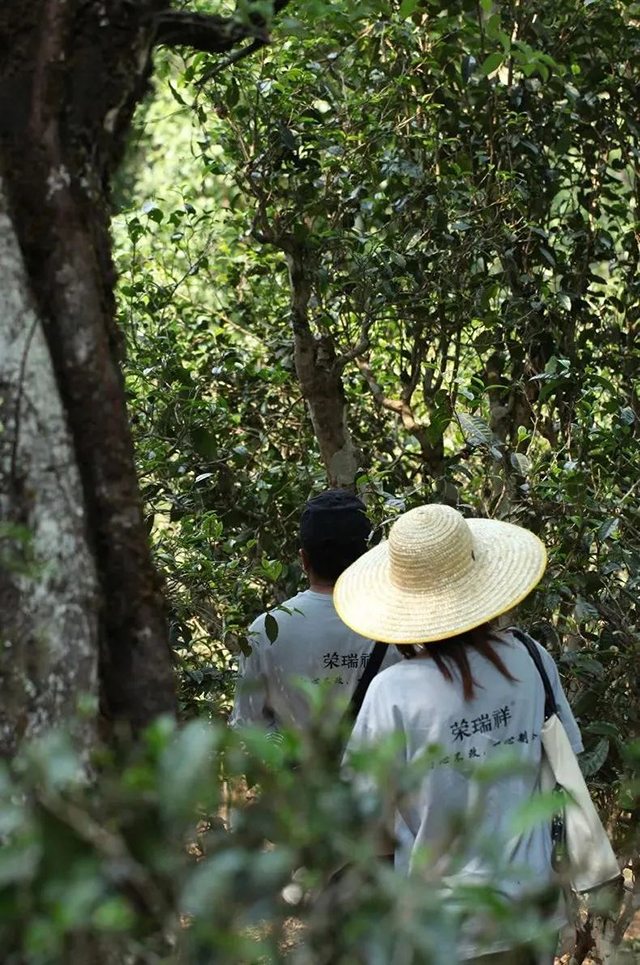 荣瑞祥荣获中国普洱茶行业民族品牌