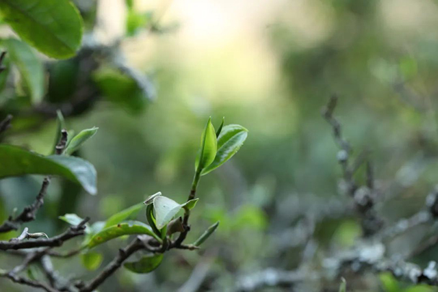 荣瑞祥荣获中国普洱茶行业民族品牌