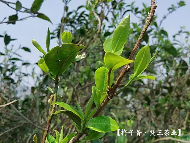 2022年梅子箐茶芽