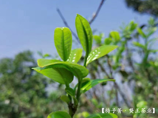 2022年梅子箐茶芽