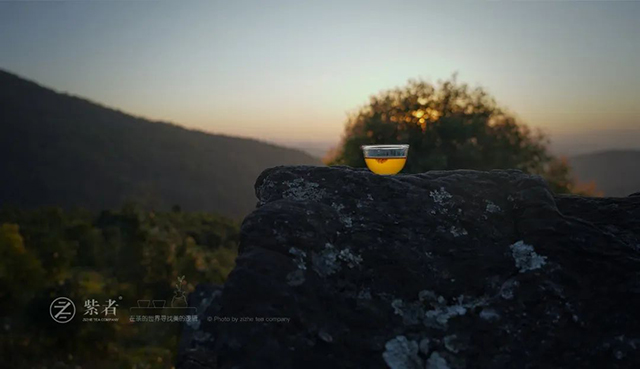 紫者普洱茶品牌