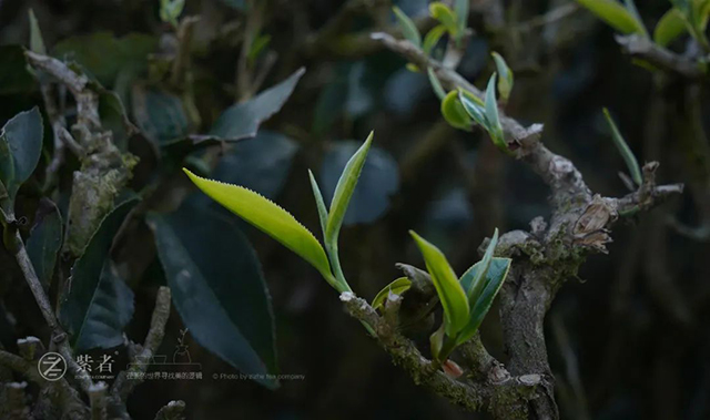 紫者普洱茶品牌