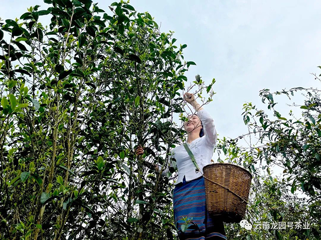 2022年龙园千亩古茶林开采