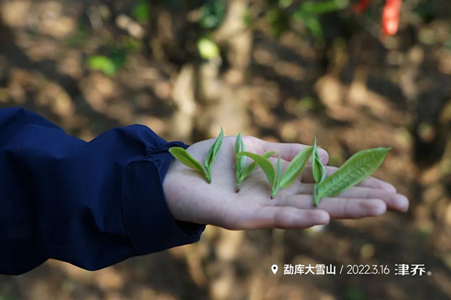 津乔普洱春茶季