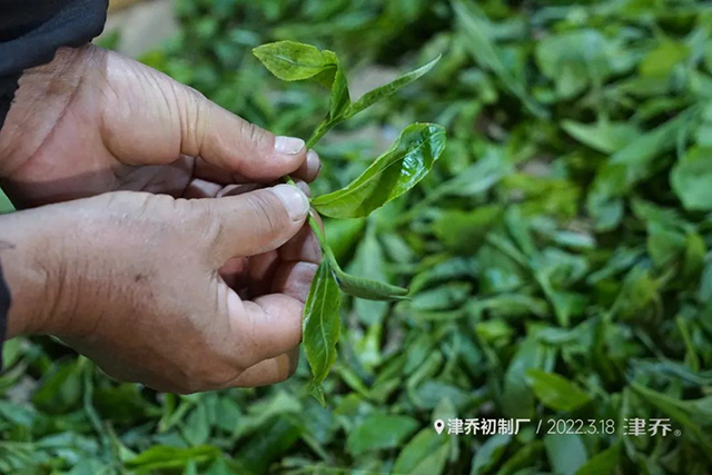 津乔普洱春茶季