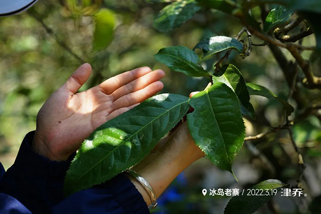 津乔普洱春茶季