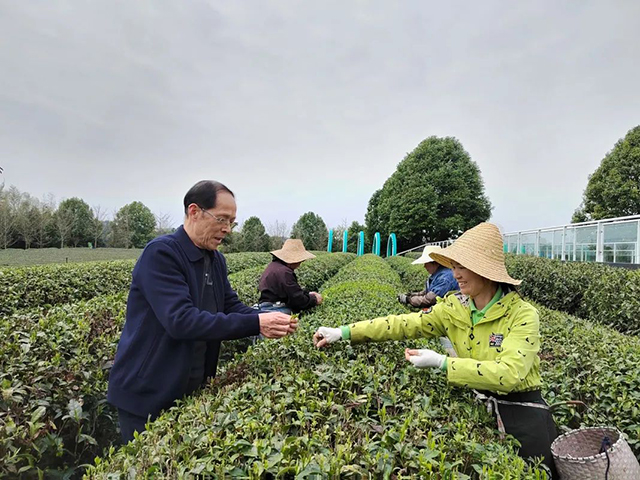 2022年春茶产销形势
