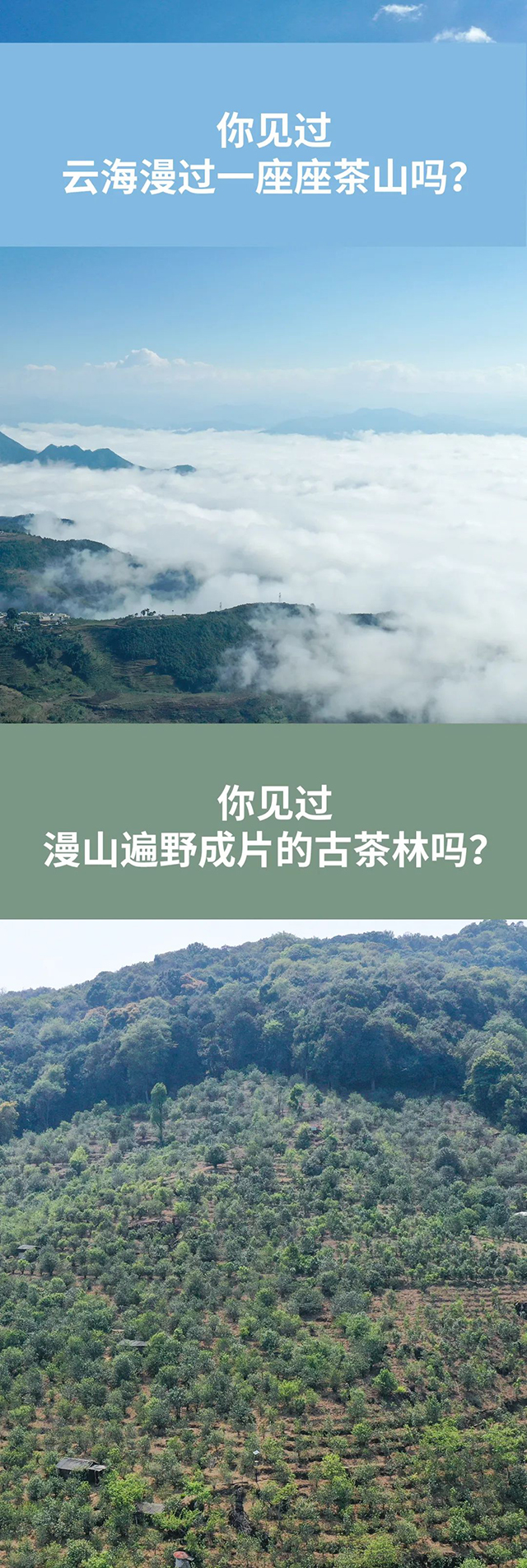 海湾茶业野茶箐古树单株