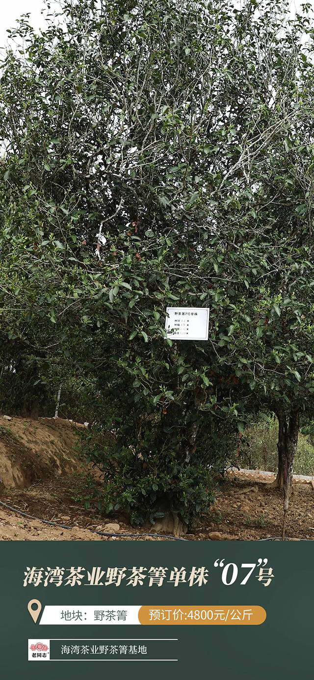 海湾茶业野茶箐古树单株