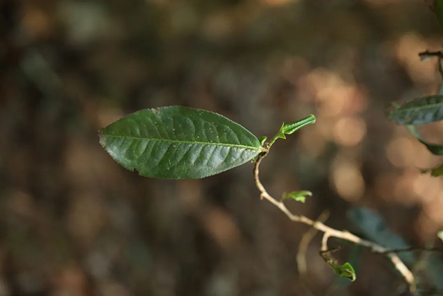 荣瑞祥2022年正统老班章普洱茶