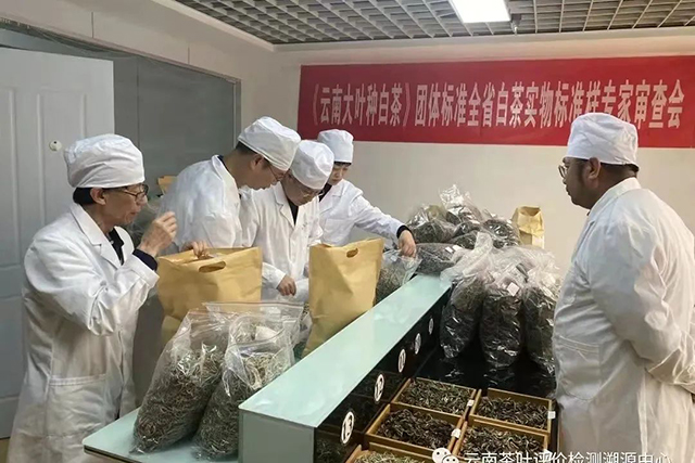 云南大叶种白茶标准