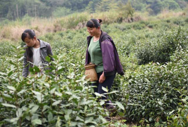 茶业复兴沙龙连麦陈勇光先生