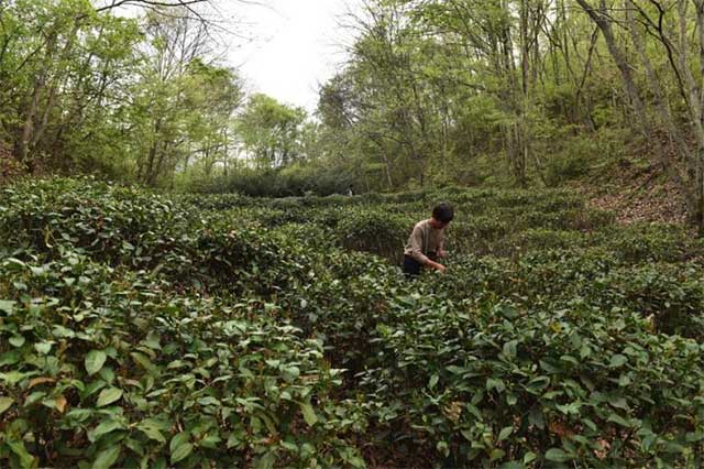 茶业复兴沙龙连麦陈勇光先生