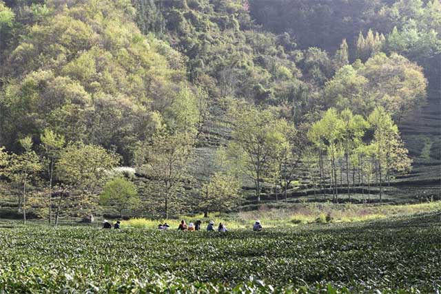 茶业复兴沙龙连麦陈勇光先生