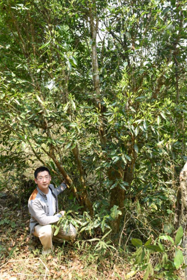 茶业复兴沙龙连麦陈勇光先生