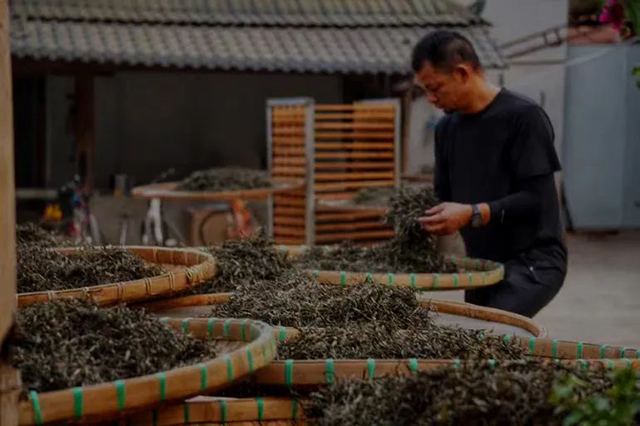 紫者普洱茶品牌