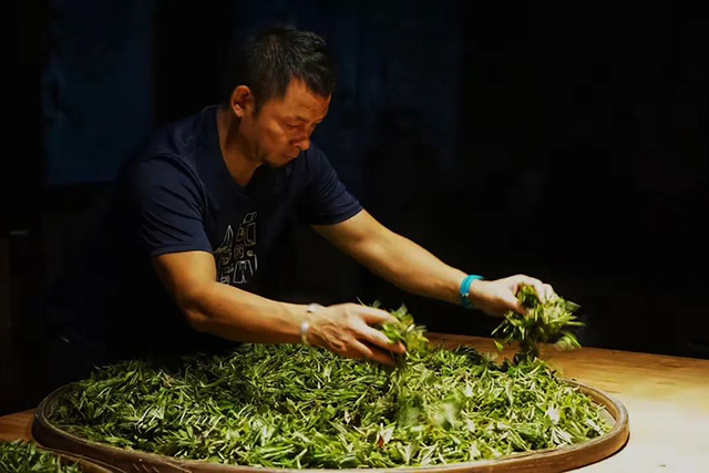紫者普洱茶品牌