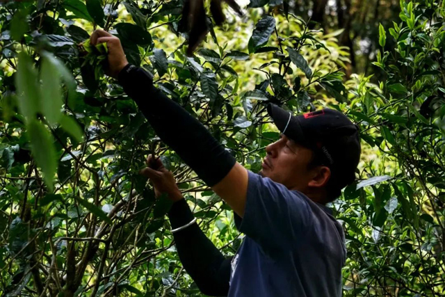 紫者普洱茶品牌