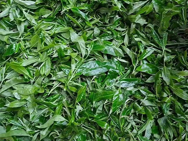普洱茶市场行情面面观