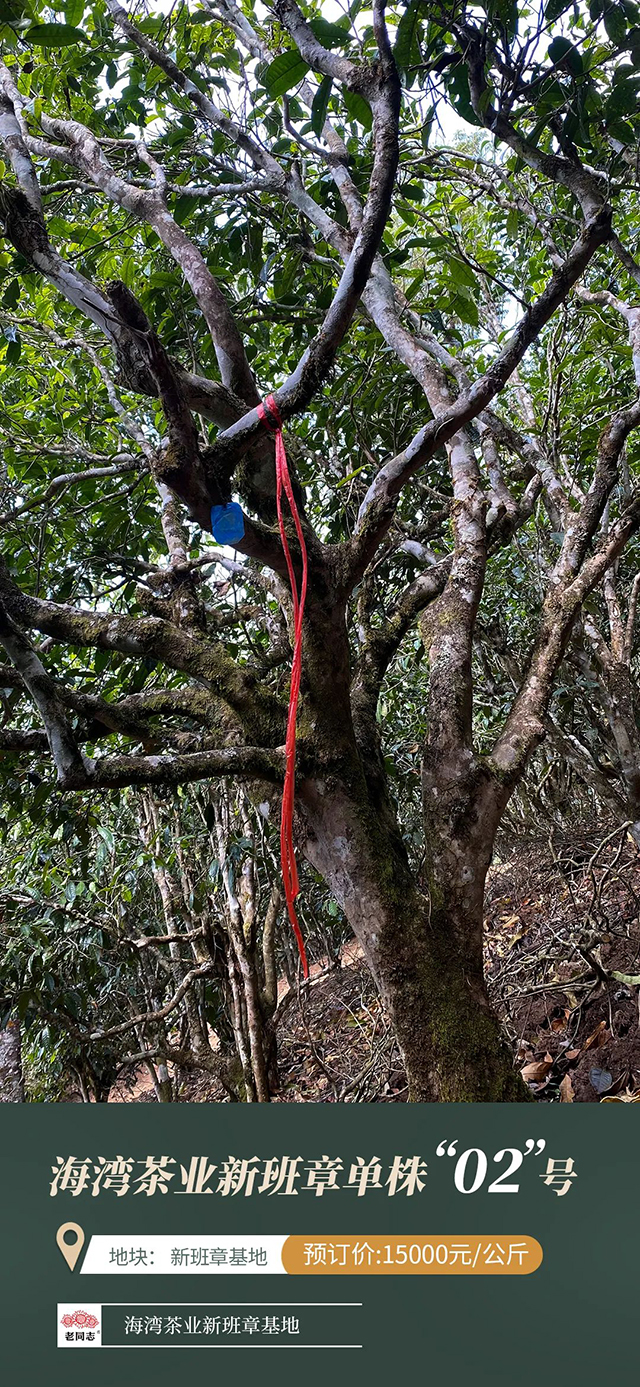 海湾茶业老同志2022年新班章普洱茶