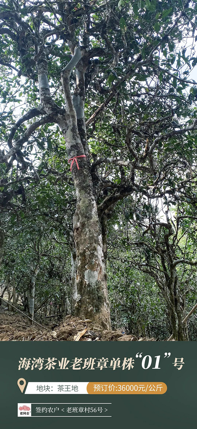 海湾茶业老同志2022老班章普洱茶