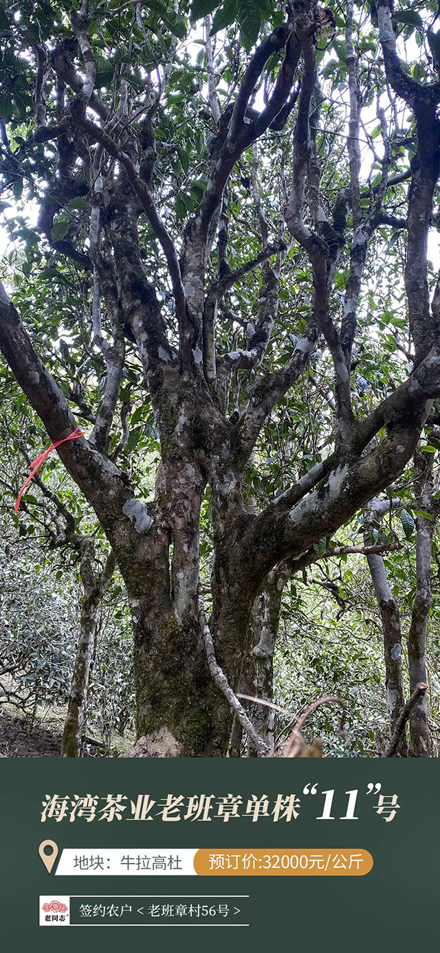 海湾茶业老同志2022老班章普洱茶