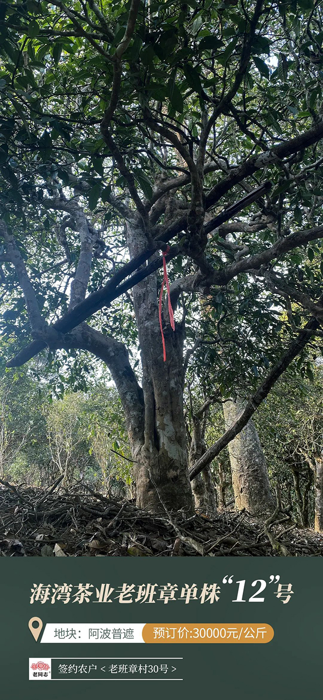 海湾茶业老同志2022老班章普洱茶