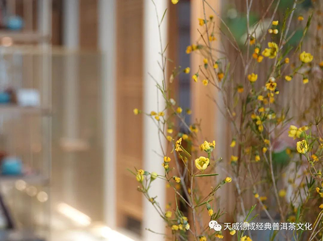 经典普洱天威德成茶会播报