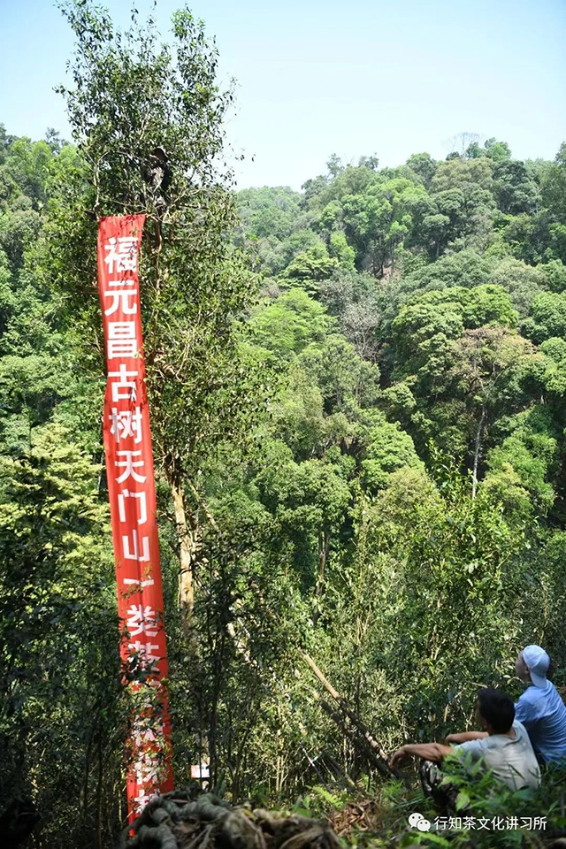 天门山寻茶记