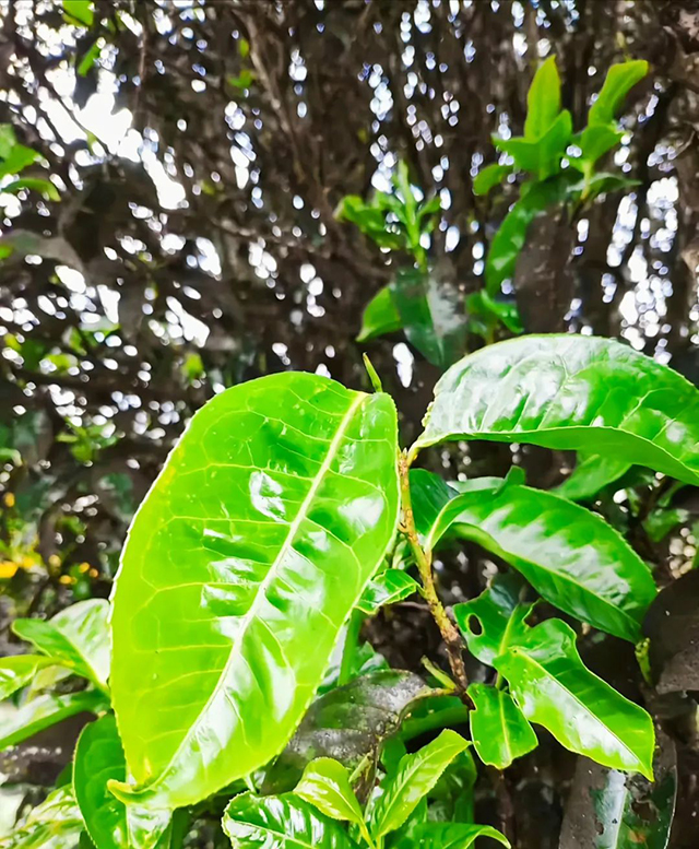 2800年白莺山二嘎子茶王即将开采