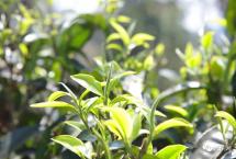 2022春茶季：茶企茶商如何给春茶消费造势？