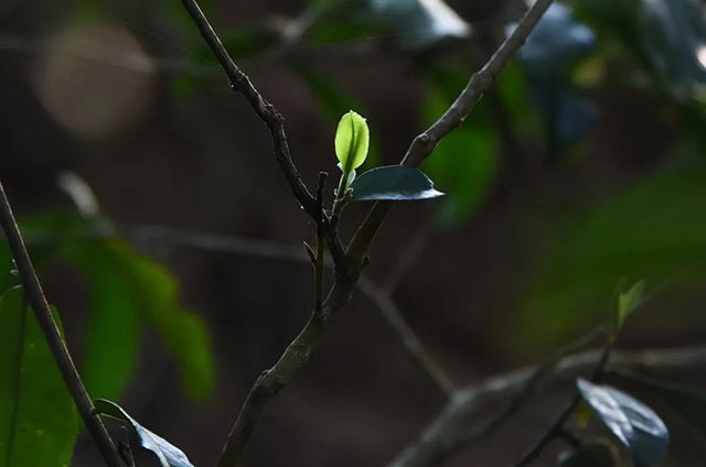 荣瑞祥2022年春茶预售