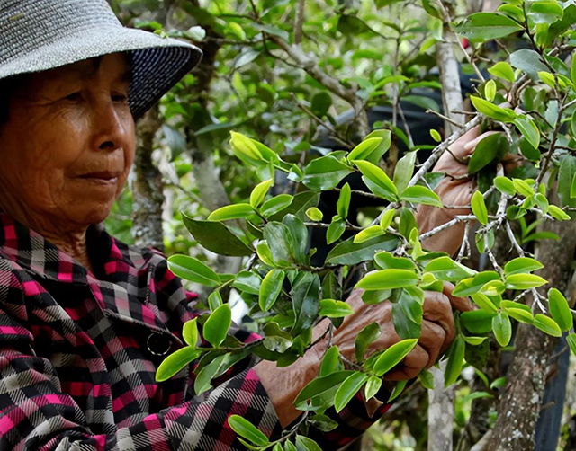 正在采茶的阿婆