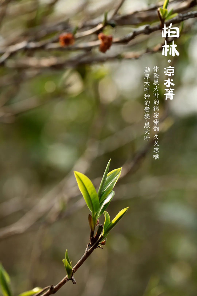 柏林凉水箐古茶园