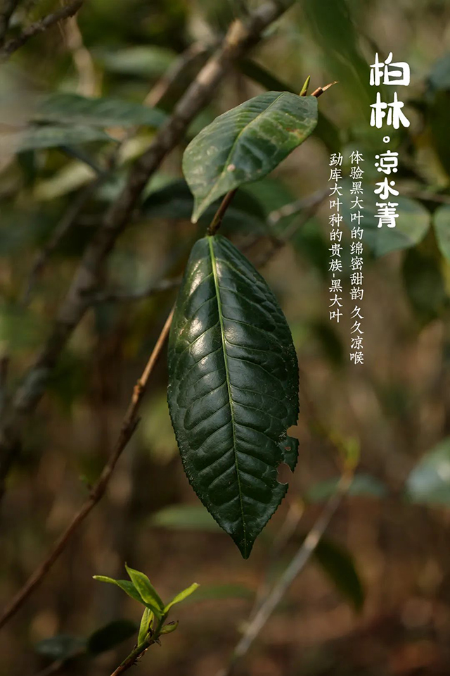 柏林凉水箐茶树品种为勐库大叶种黑大叶茶