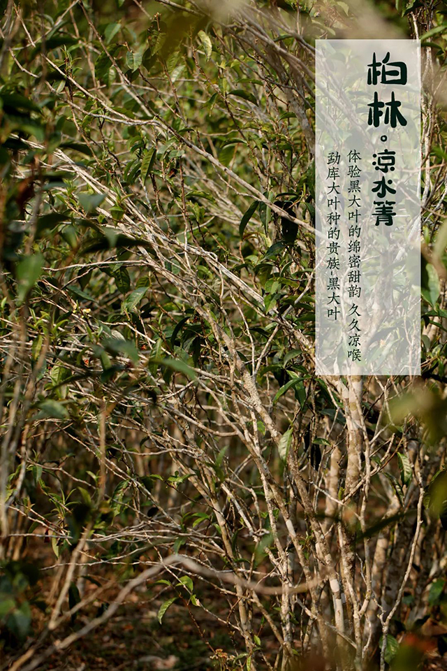 柏林凉水箐古茶园茶树均为藤条茶