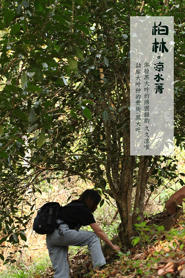 柏林凉水箐古茶园茶山实拍