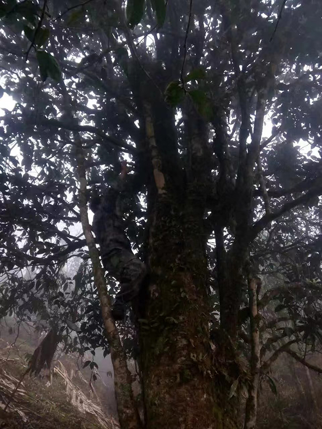 暖暖说茶