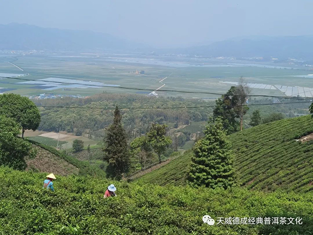 普洱茶鲜叶采摘篇