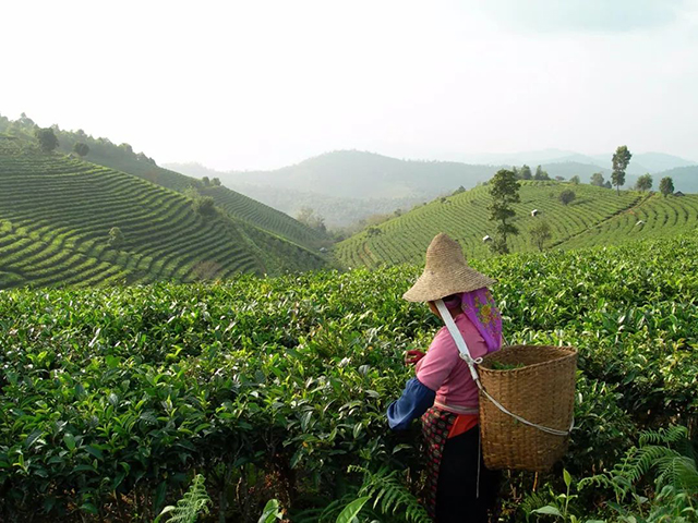 普洱茶鲜叶采摘篇