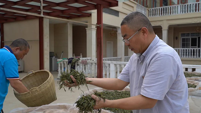 中吉号普洱茶