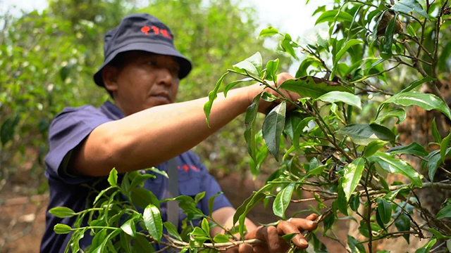 中吉号普洱茶