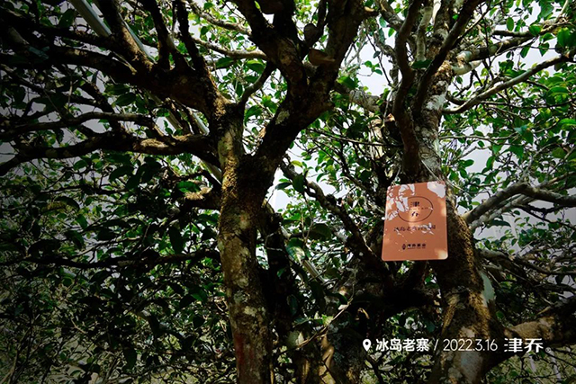 津乔普洱