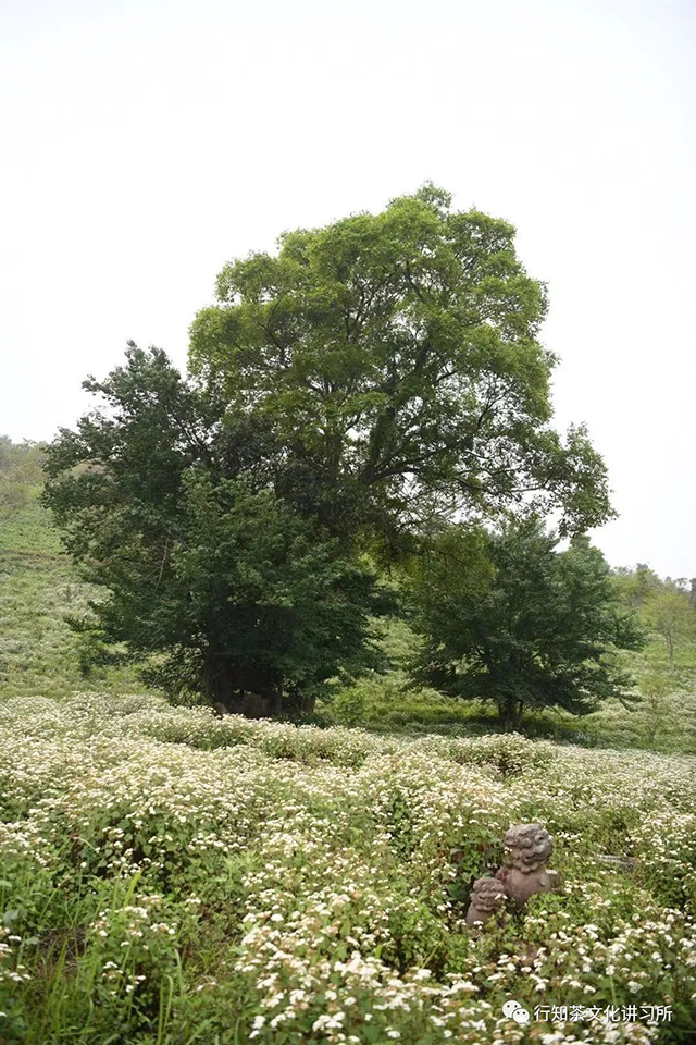 倚邦茶山行纪