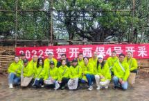 六大茶山：茶界“珍稀物种”1400年贺开壹号开采啦！