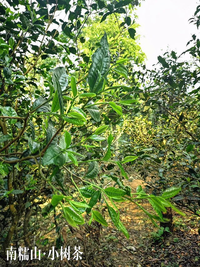 石昆牧天威德成云集生态茶普洱茶