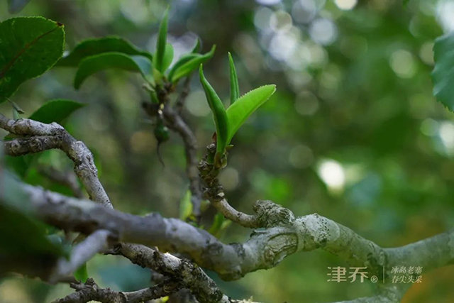 津乔2022冰岛首作冰岛老寨春尖头采普洱茶